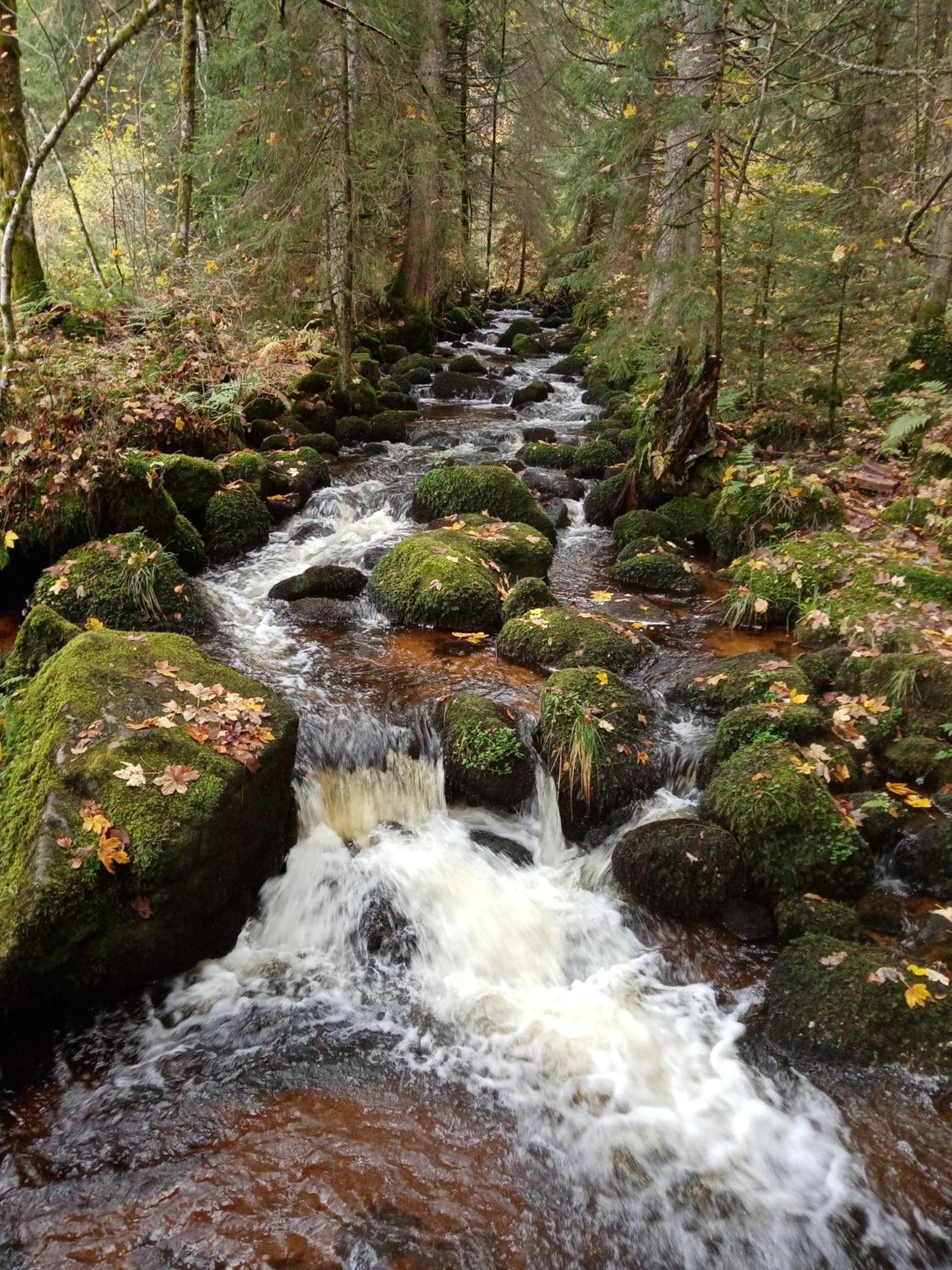 Urlaub Auf Dem Haenslehof Lägenhet Elzach Exteriör bild